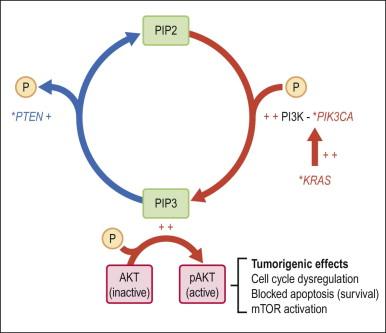 Figure 18.4, Activation of the AKT pathway in endometrioid (type 1) tumorigenesis. Activation of AKT by PIP-mediated phosphorylation is augmented by primary mutations (*), which activate the KRAS and/or PIK3CA genes, or inactivate PTEN . The combination of increased PIP3 production (red) with diminished PIP3 dephosphorylation (blue) has the net effect of increasing PIP3. pAKT has numerous downstream effects including activation of the mTOR pathway, changes in cell cycle regulation, blockade of apoptosis, and prolonged cell survival.