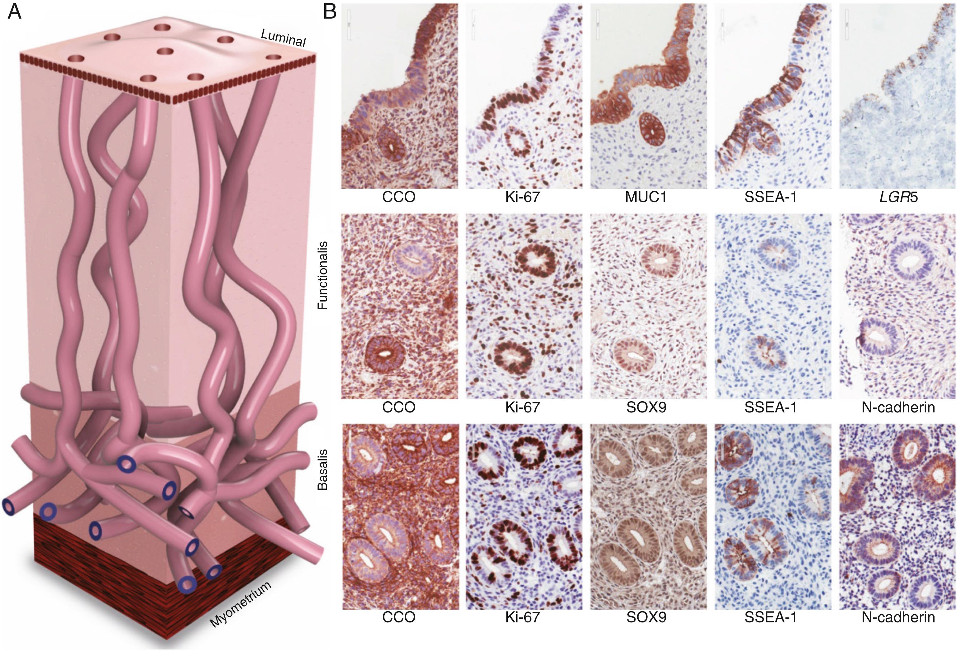 Fig. 27.12, Multipotent progenitor/stem cell-containing endometrial glandular epithelium.