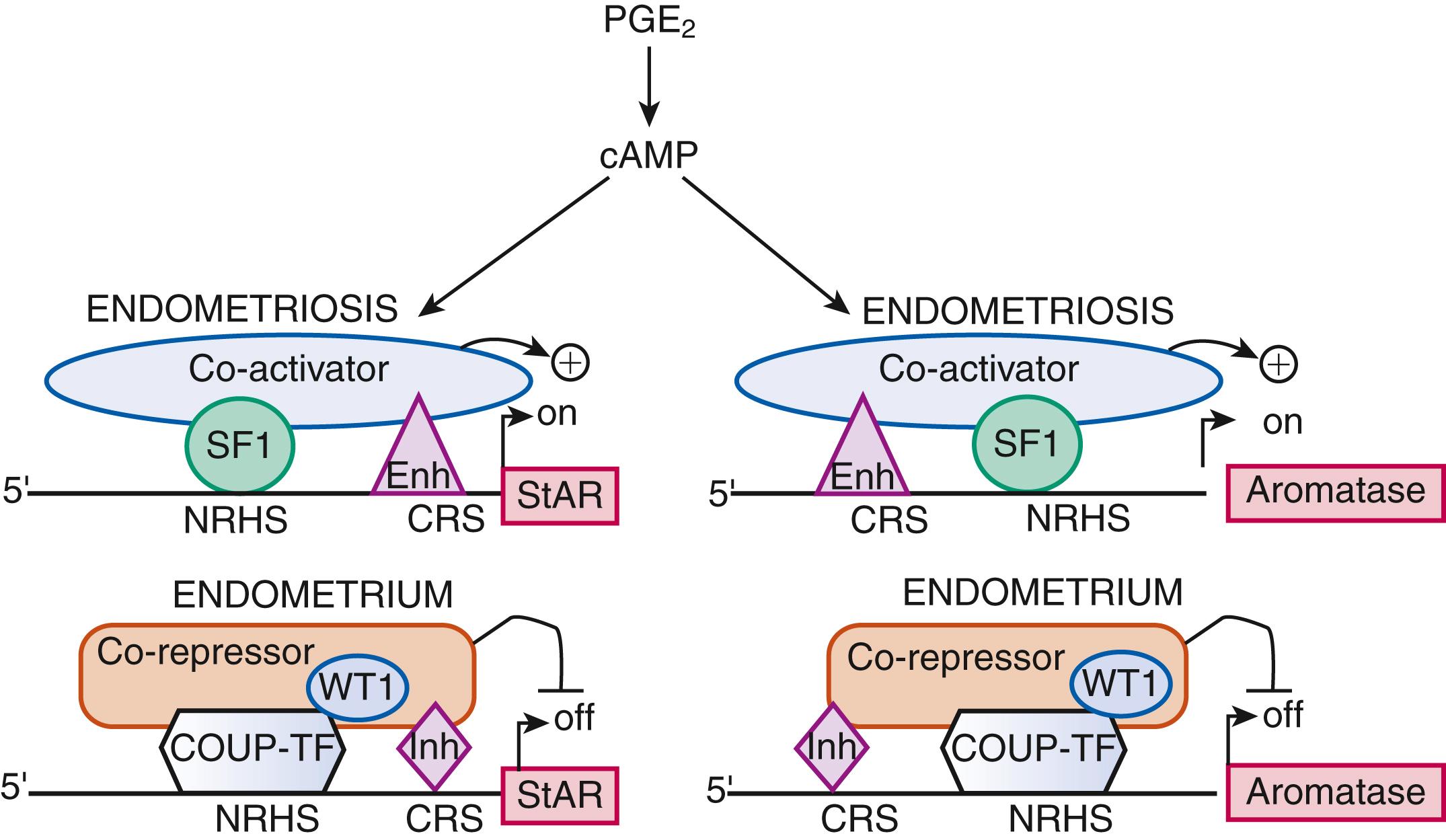 Fig. 27.14, Regulation of multiple steroidogenic promoters coordinately by common cis-acting elements and transcription factors in endometriosis.