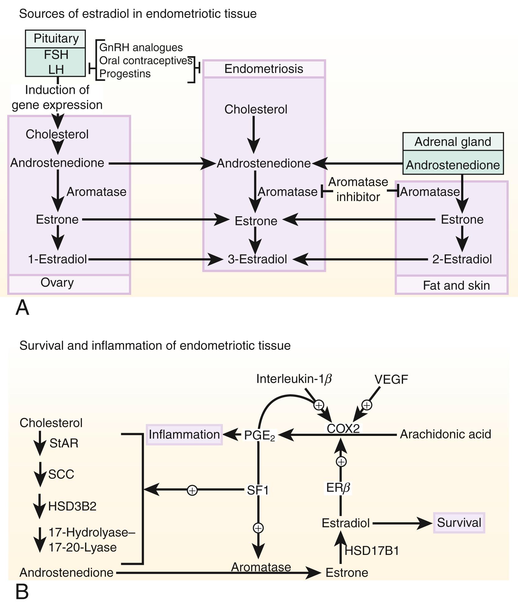 Fig. 27.18, Molecular distinctions between endometriotic tissue and endometrium.