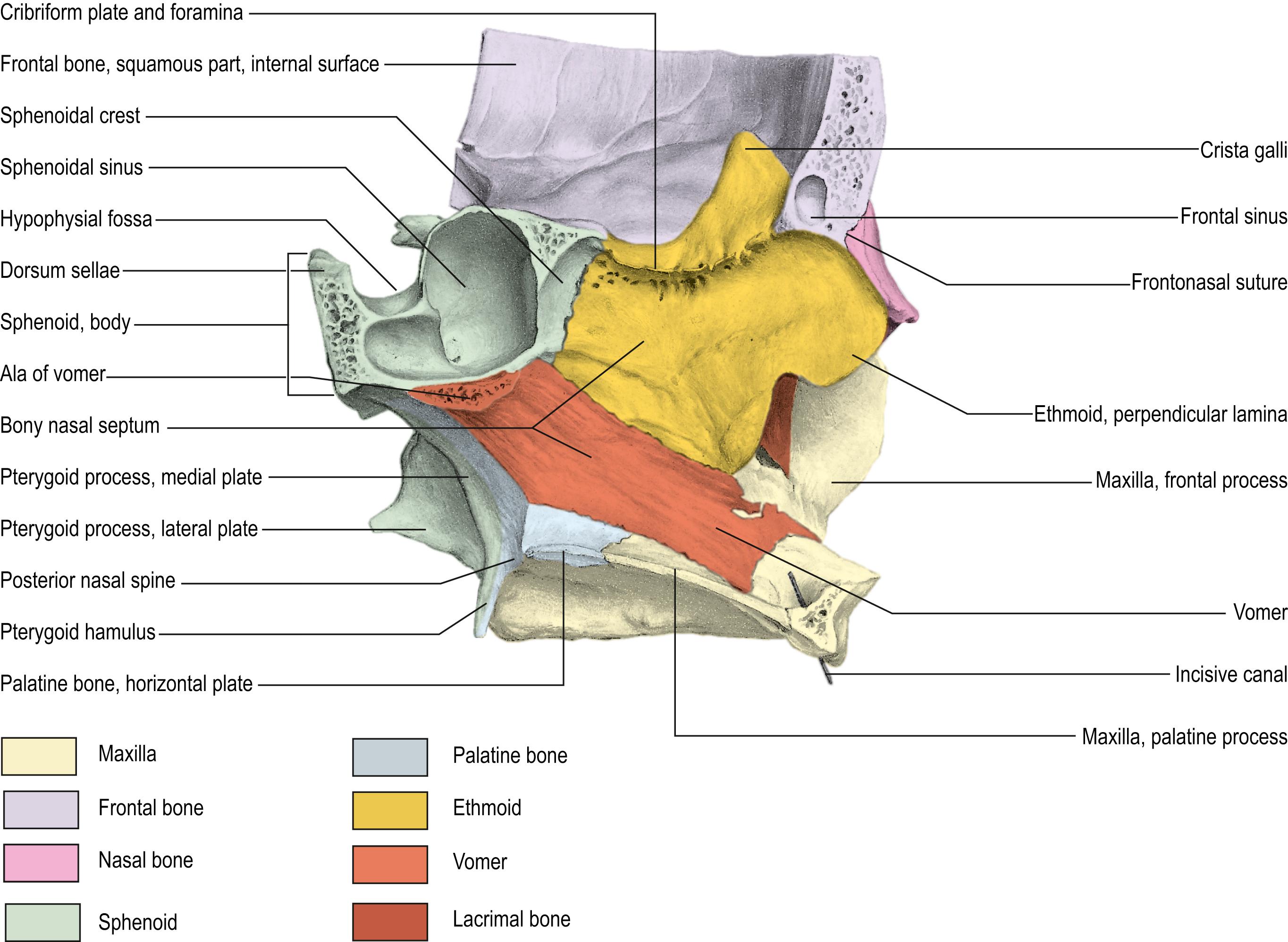 FIGURE 12.1, Sagittal view of the bony nasal septum.