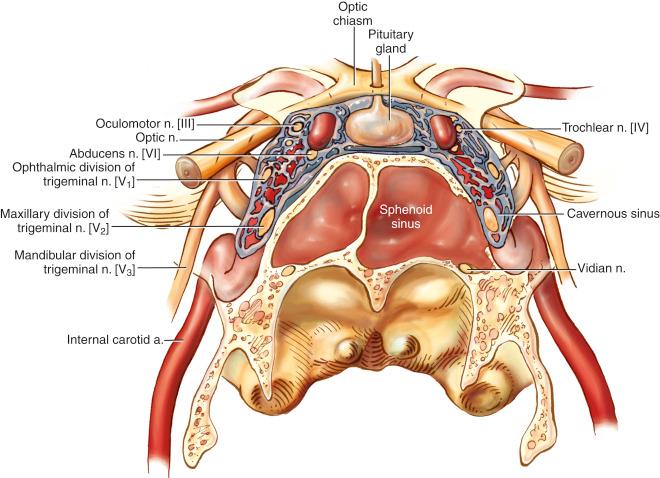 Fig. 29.2, Drawing of the neurovascular structures bordering the sphenoid sinus and pituitary sella. a., Artery; n., nerve.