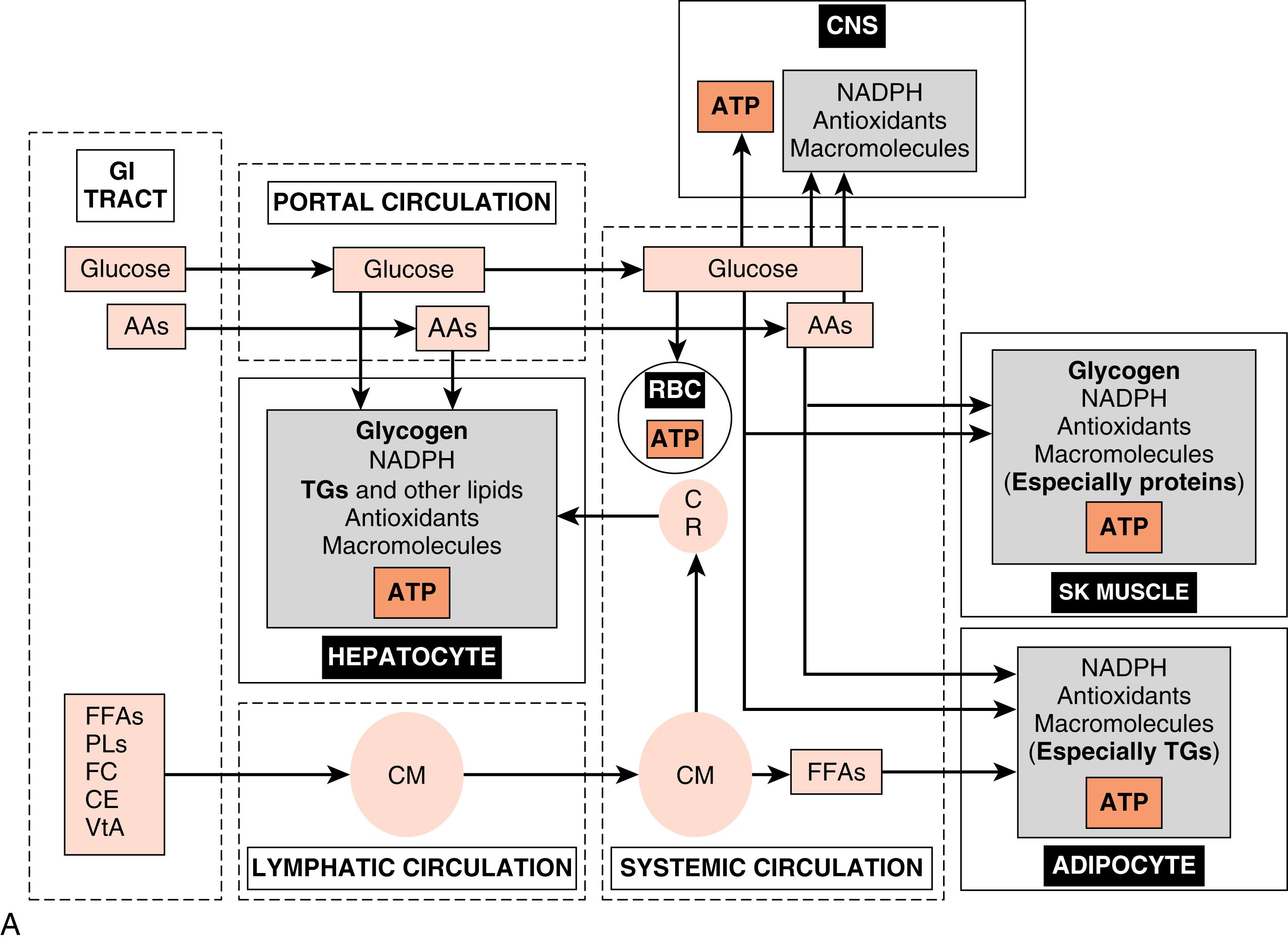 Fig. 3.1, (A) Use and partitioning of free fatty acids (FFAs) , amino acids (AAs) , and glucose during the digestive phase. CM , Chylomicron; CR , Chylomicron remnant. Bolded polymers in gray boxes represent storage forms. (B) Use and partitioning of fuels during the fasting phase. KB s, Ketone bodies. VLDL , very-low-density lipoprotein.