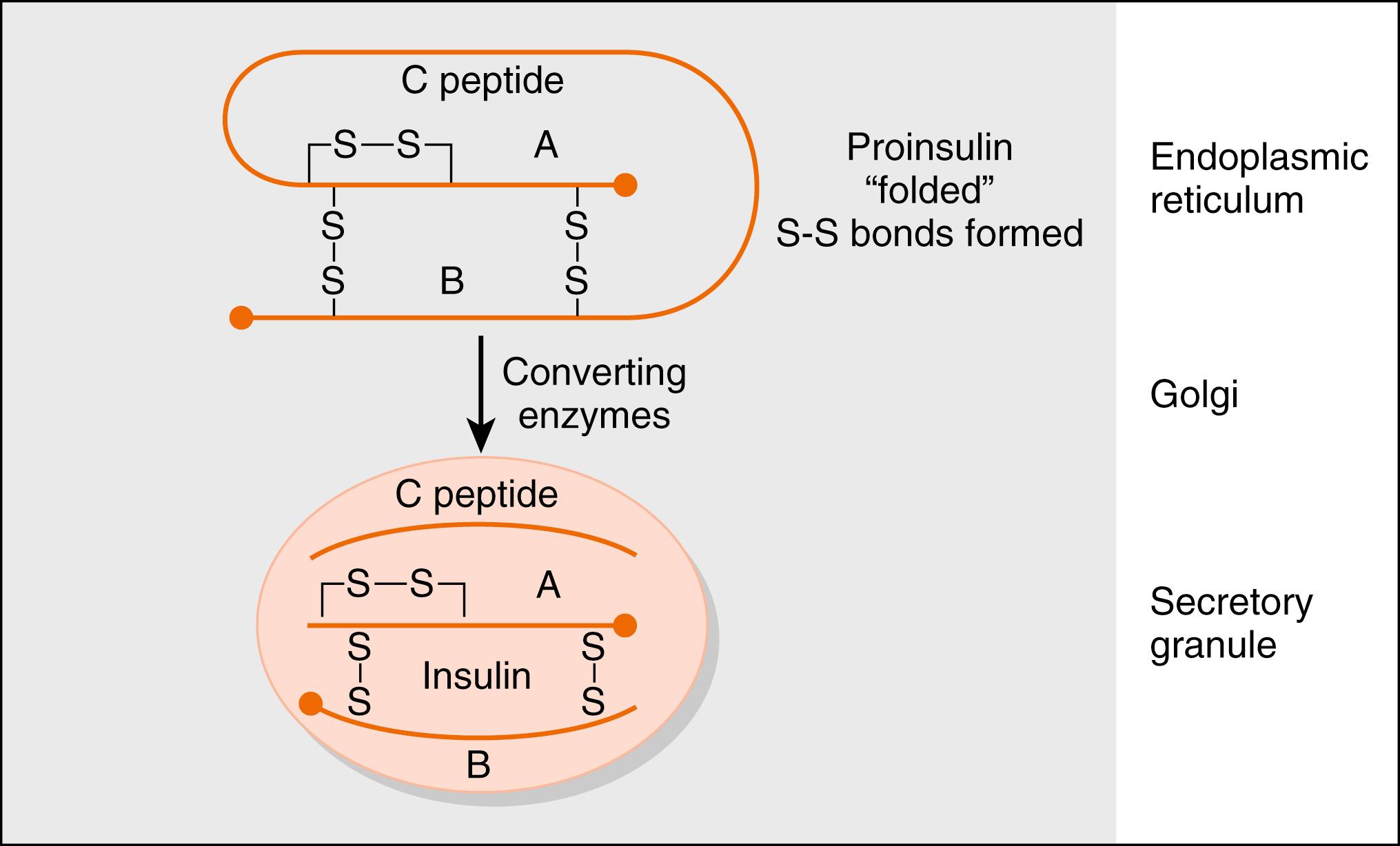 Fig. 3.3, Structure of insulin.