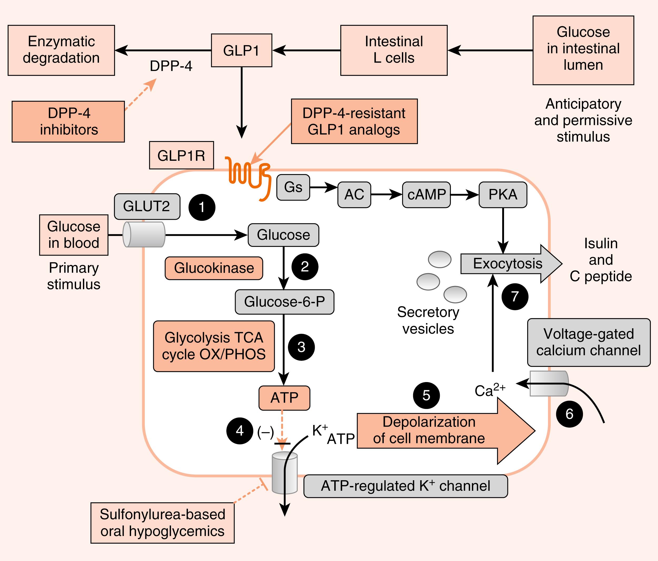 Fig. 3.4, Regulation of insulin secretion from β cells by nutrients (glucose, amino acids, FFAs) and the hormones/neurotransmitters, glucagon-like peptide-1 (GLP1), epinephrine, norepinephrine, and acetylcholine.