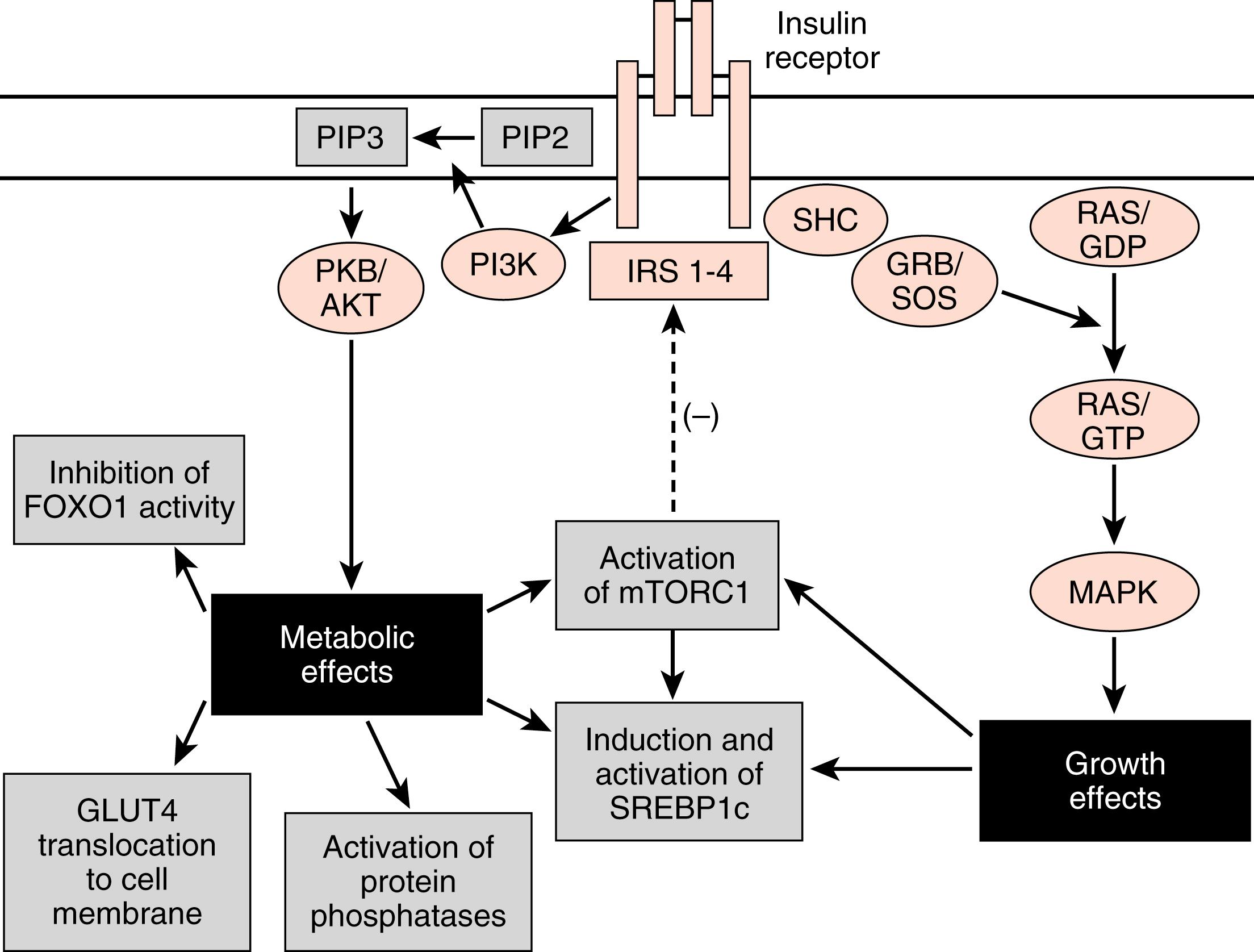 Fig. 3.5, Insulin receptor and postreceptor signaling pathways. See text for abbreviations.