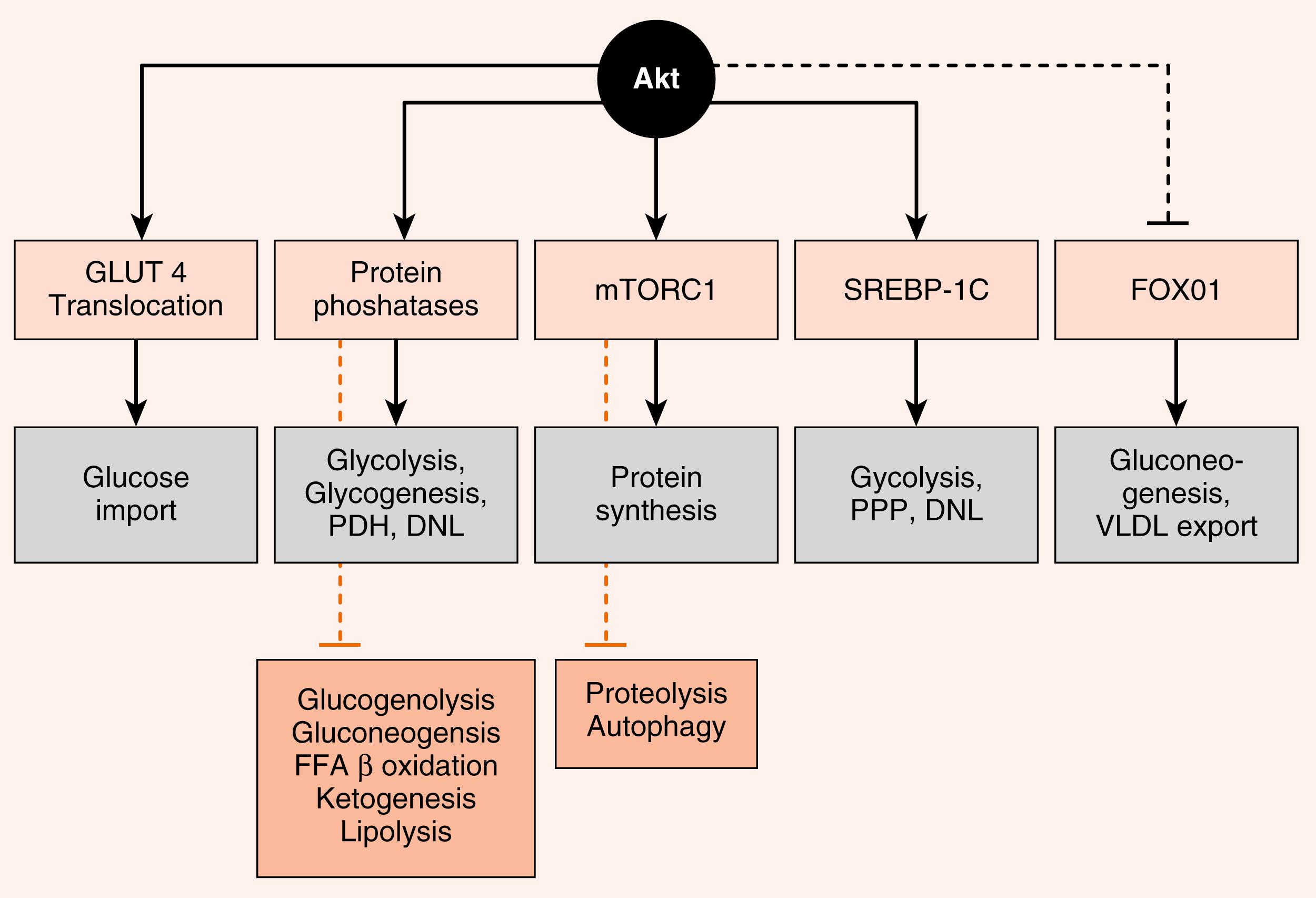 Fig. 3.6, Summarized actions of insulin/insulin receptor-activated Akt kinase. DNL, de novo lipogenesis.