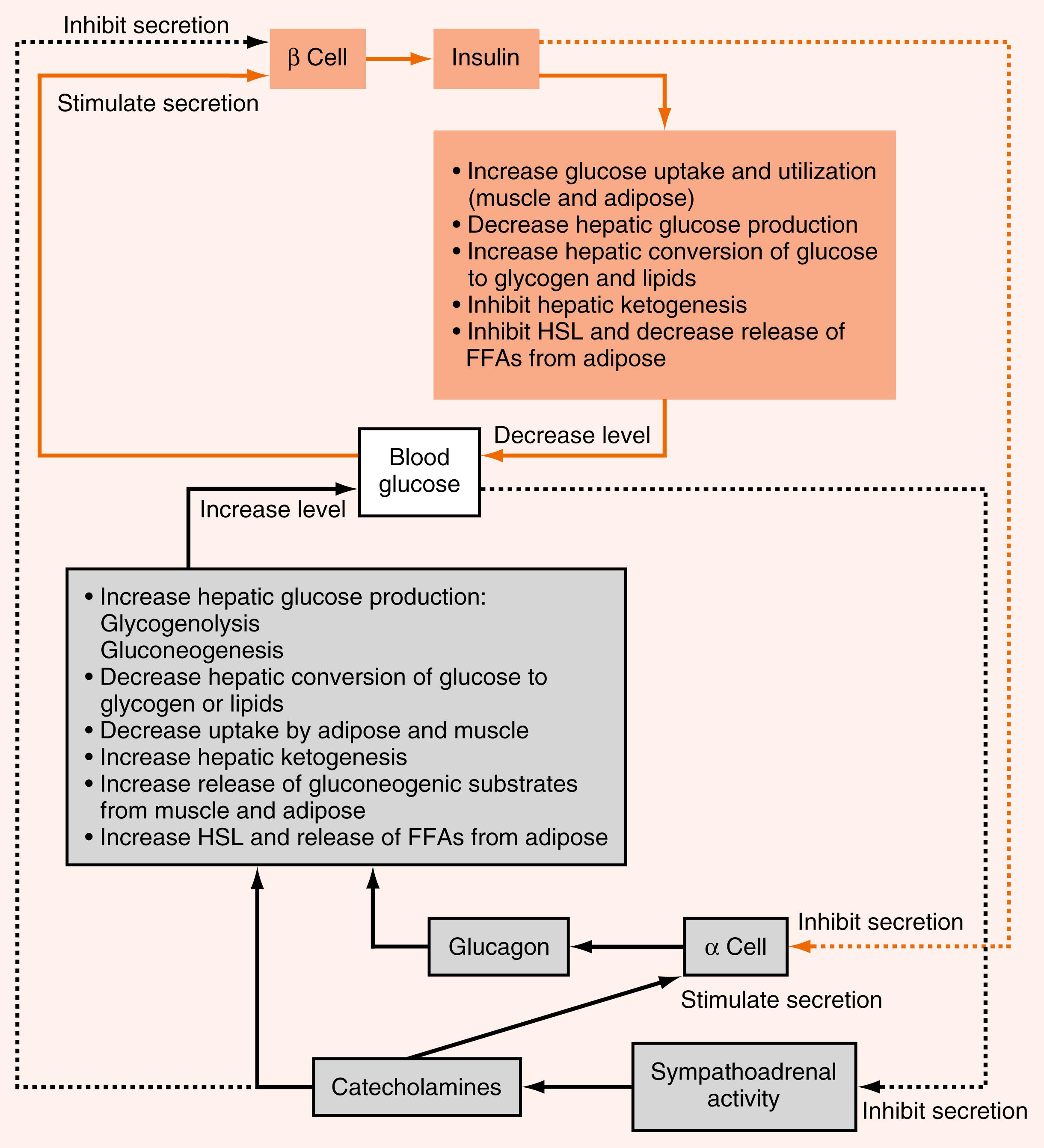 Fig. 3.7, Interaction of insulin, glucagon, and catecholamines in the regulation of each other and of blood glucose (the primary secretogogue for insulin).