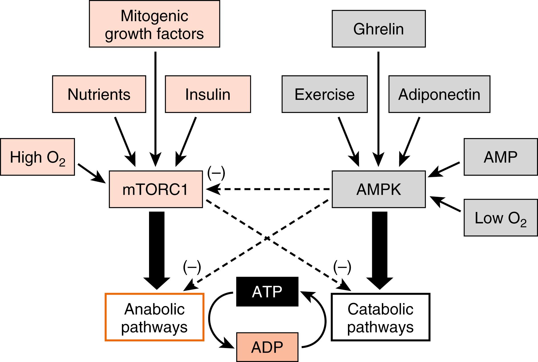 Fig. 3.8, mTORC1 and AMPK act as nutrient and energy sensors and regulate metabolism in conjunction with hormones.