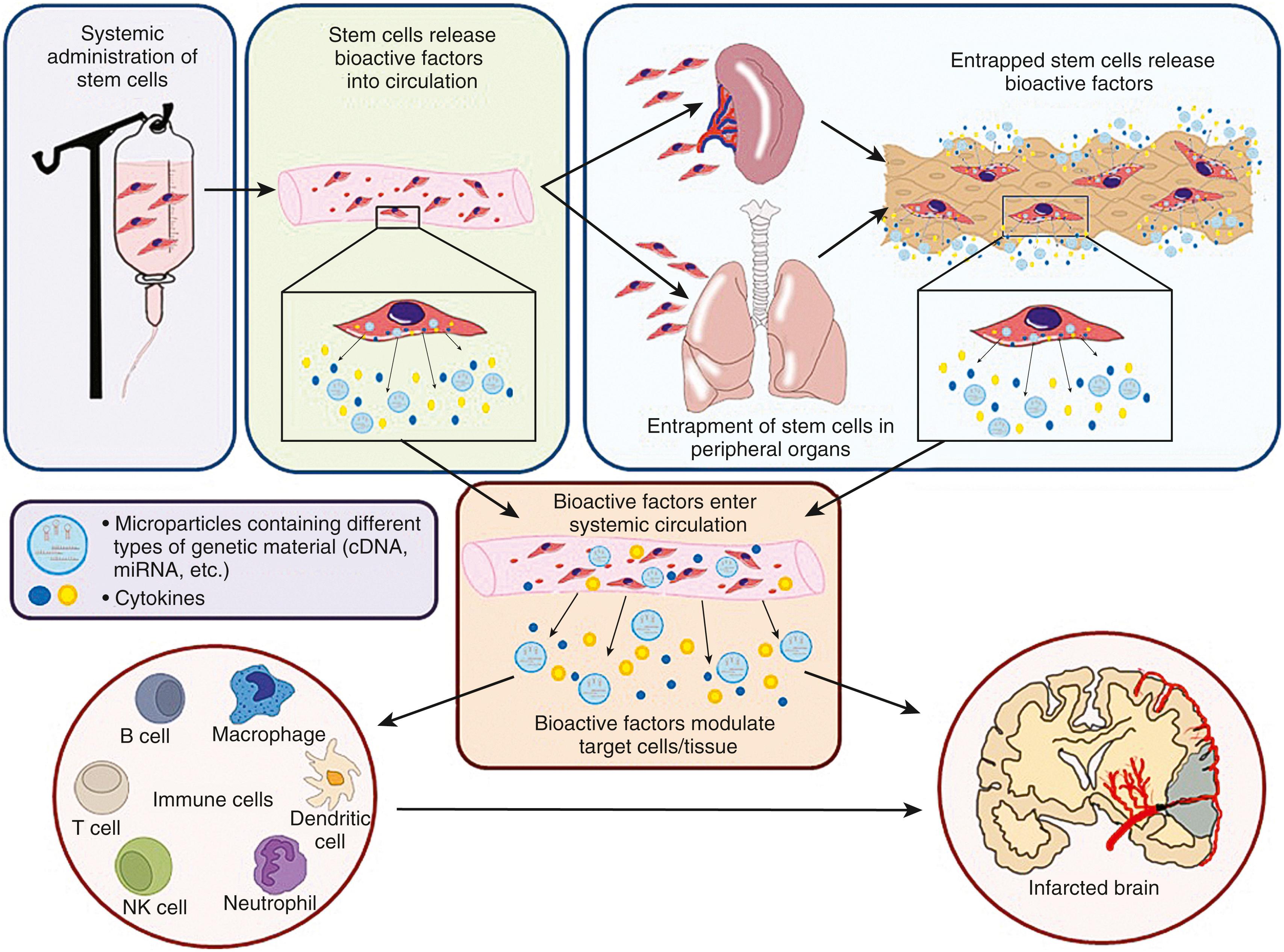 Fig. 62.2, Cell therapies—bioreactor hypothesis. Potential mechanisms of how systemic administration of certain types of cell therapies may promote brain repair. Peripheral organs act as bioreactors in the body after administration of stem cells, and release various bioactive factors. Within the peripheral circulation, and when entrapped in peripheral organs such as lungs and spleen, some types of cell therapies may release bioactive factors such as microparticles and cytokines. Microparticles containing different types of genetic material can directly alter immune cells and possibly even cross the blood-brain barrier and directly influence parenchymal cells in the brain. These bioactive factors modulate the brain to increase neurogenesis and angiogenesis, repair the blood-brain barrier, and change the phenotype of microglia from the M1-inflammatory to M2-anti-inflammatory phenotype.