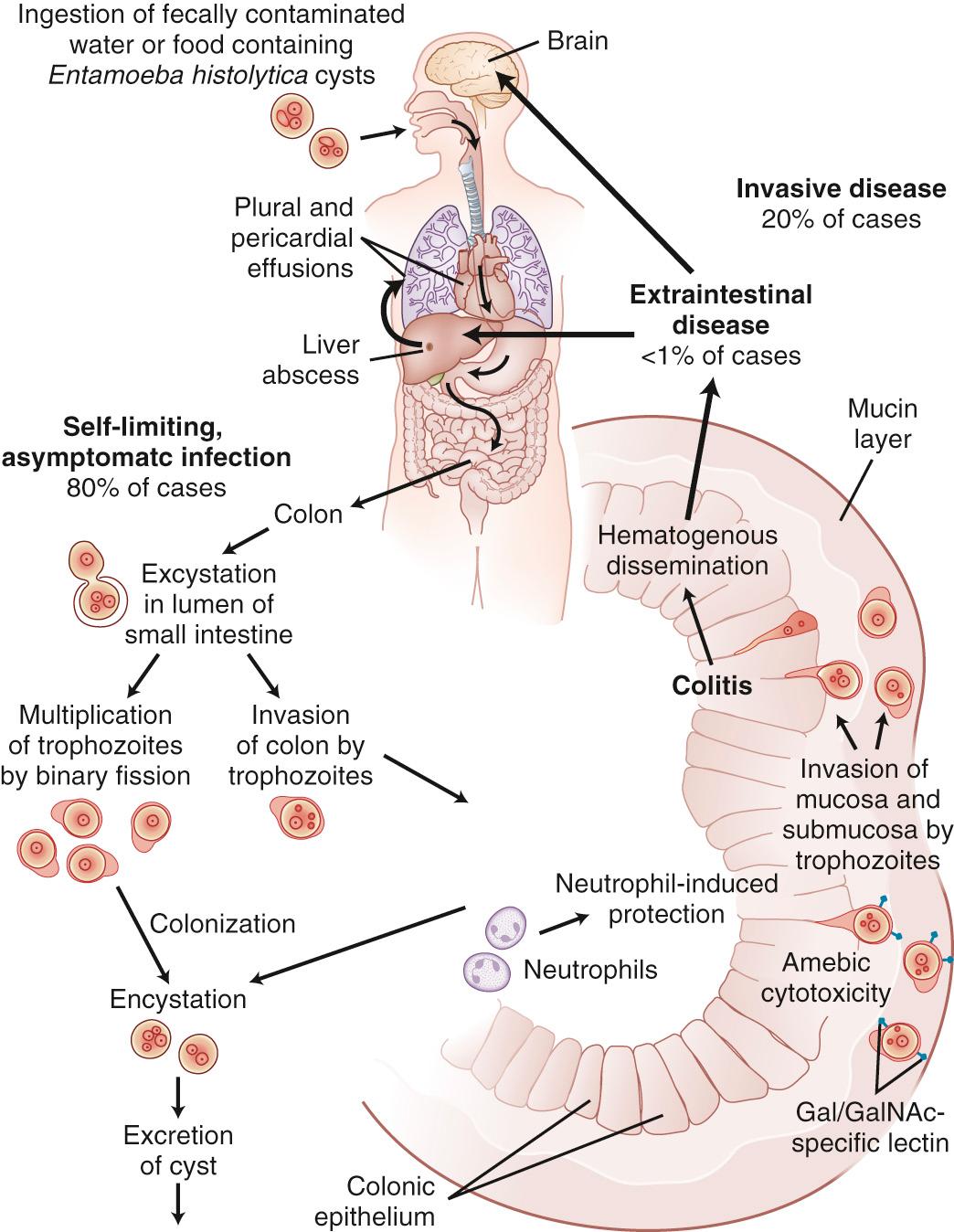 FIG. 272.1, Life cycle of Entamoeba histolytica.