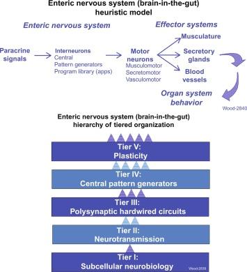 Fig. 15.1, Heuristic model for the enteric nervous system. Interneurons and motor neurons are synaptically interconnected to form integrated microcircuits that control three classes of gastrointestinal effector systems. The ENS organizes and coordinates the activity of each effector system into meaningful behavior of the whole organ. It mimics most independent integrative nervous systems by being organized in a tiered hierarchy of functional organization. Neuronal subcellular physiology and transfer of information from neuron to neuron across chemical synapses are at the bottom two tiers of hierarchical of organization. Synaptic connectivity of neurons into a single hardwired polysynaptic reflex circuit, which becomes the basis for all patterns of propulsive motility and any linked secretory behavior, is an intermediate tier, as are neuronal pattern generators that drive the timing of repetitive activity of the reflex circuit. Near the top tier of neural organization are programs for behaviors that emerge from the organization of the different kinds of neurons, their synaptic connections and their connectivity into microcircuits in the lower tiers. A library, which stores a neural program for each of the digestive states mentioned in the above paragraph, fills-out the top tier. Plasticity/adaptability of programmed organ system behavior is a distinguishing property of the top tier. Functioning of each program in the library of behaviors is reminiscent of mobile “apps” (software applications) that run on modern smart phones, tablet computers, and comparable mobile devices. Overlays of various kinds of paracrine neuromodulator signals “call-up running” of specific apps.