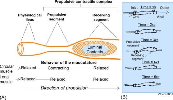 Fig. 15.2, Integrated neural control of contractile behavior of the longitudinal and circular muscle coats forms propulsive and receiving segments in stereotypic fashion during propulsive motility in the intestine. (A) The circumferential and longitudinal muscle layers of the intestine behave in a stereotypical pattern that accomplishes propulsive motility. A “hardwired” circuit in the enteric nervous system determines the pattern of contractile behavior of the longitudinal and circular muscle coats. The longitudinal muscle layer in the segment ahead of the advancing intraluminal contents contracts while the circumferential muscle layer relaxes simultaneously. Simultaneous shortening of the longitudinal intestinal axis and relaxation of the circumferential muscle in the same segment results in expansion of the lumen, which becomes a receiving segment for the forward moving contents. The second component of the output of the “hardwired” circuit is contraction of the circular muscle in the segment behind the advancing intraluminal contents. The longitudinal muscle layer in the same segment relaxes simultaneously as the circular muscle contracts, resulting in conversion of this region to a propulsive segment that propels the luminal contents ahead into the receiving segment. (B) Motor behavior of the intestinal wall during activation of the hardwired propulsive motor circuit in a segment of guinea-pig ileum in response to distension by infusion of saline at time = xs. Shortening of the longitudinal axis and expansion of the lumen is seen in the receiving segment and contraction of the circular muscle and reduction in the diameter of the receiving segment is apparent at time = 3xs as propulsion proceeds to empty the lumen through the outlet. Wall behavior was redrawn from photographic images provided to the author by Prof. M. Takaki, Dept. of Physiol., Nara Medical Univ. Nara University, Japan.