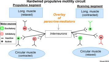 Fig. 15.3, A hardwired polysynaptic propulsive motility circuit in the enteric nervous system underlies intestinal propulsive motility. When the circuit is active, excitatory musculomotor neurons to the longitudinal muscle coat and inhibitory musculomotor neurons to the circular muscle coat are firing to form the receiving segment below the stimulation site. At the same time, firing of excitatory musculomotor neurons to the circular muscle coat and suppression of firing of inhibitory musculomotor neurons to the circular muscle coat occurs in the propulsive segment above the stimulation site. An overlay of neuromodulatory substances, released from enteric enteroendocrine cells, mucosal enterochromaffin cells, or enteric mast cells, activate the propulsive motility circuit in paracrine manner.