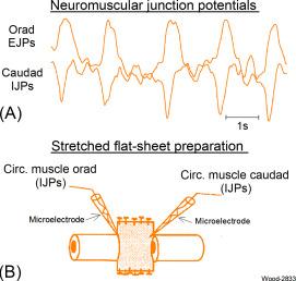 Fig. 15.4, A central pattern generator drives rhythmic repetitive activation of the hardwired propulsive motility circuit in the enteric nervous system. (A) Microelectrode recording from the circular muscle of chronically stretched flat-sheet preparations finds excitatory junction potentials (EJPs) and inhibitory junction potentials (IJPs) occurring repetitively in a linked configuration. (B) Flat-sheet preparation from guinea pig colon with microelectrode impalements recording inhibitory (IJPs) and excitatory (EJPS) junction potentials in orad and caudad sites.