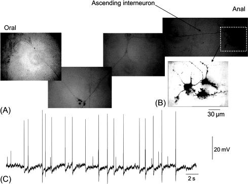 Fig. 14.1, Complex dendritic morphology of an ascending interneuron in the guinea-pig distal colon. (A) A single uniaxonal S-neuron with long branching dendrites extending from its soma. (B) An expanded region of the three neurons injected in panel (A). (C) Ongoing action potentials and fast EPSPs in the recorded neuron.