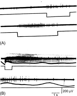 Fig. 14.2, Tonic and phasic mechanoreceptors in the myenteric plexus of isolated cat intestine. (A) Phasic mechanoreceptor that generated spontaneous action potentials increased its firing rate during application of mechanical stimuli. The top two records are a continuous recording. (B) In contrast, the bottom two recordings show a tonic discharge of action potentials that was elicited after removal of the suction electrode.