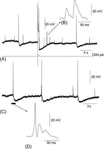 Fig. 14.3, Spontaneous fast EPSPs in a myenteric AH neuron of the guinea-pig distal colon. (A) Spontaneous and evoked action potentials and periods of after hyperpolarization. Also, note spontaneous fast EPSPs can occur in this neuron of irregular amplitudes. (B) Two spontaneous after-hyperpolarizations and one evoked action potential and after- hyperpolarization. During this AH, some fast EPSPs are evident (see expanded period in panel (B)). (C) Spontaneous action potentials and AH periods with fast EPSPs. (D) An expanded period of the evoked action potentials in panel (C).