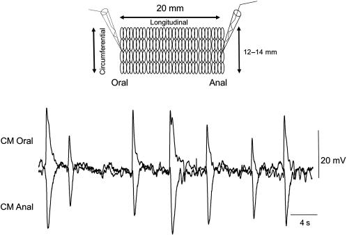 Fig. 14.4, Simultaneous intracellular recordings from two circular muscle cells show simultaneous activation of ascending excitatory and descending inhibitory neuronal pathways. Note, the similarity in amplitudes between oral EJPs and anal IJPs despite the two electrodes was separated by 20 mm. The mechanotransduction process underlying this stretch-activated pathways is resistant to changes in muscle tension or tone, since these recordings were made in the presence of nifedipine, to block L-type Ca 2 + channels.