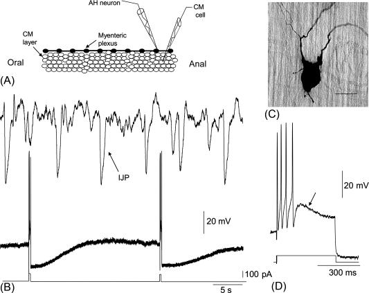 Fig. 14.5, Simultaneous intracellular recording from a myenteric AH neuron and circular muscle cell in isolated preparations of guinea-pig distal colon maintained under circumferential stretch. (A) The preparation in which the longitudinal muscle was removed and myenteric plexus faces uppermost position. An independent microelectrode was impaled into an AH neuron and a second electrode into a circular muscle cell. (B) A stretch-activated discharge of IJPs in the circular muscle at the same time as the AH neuron was silent. Only when current was injected into the neuron did it fire a brief burst of action potentials and a prolonged after-hyperpolarization. (C) The large multipolar Dogiel Type II neuron from which recordings in B were made. (D) An expanded period of the evoked action potentials in panel (B).