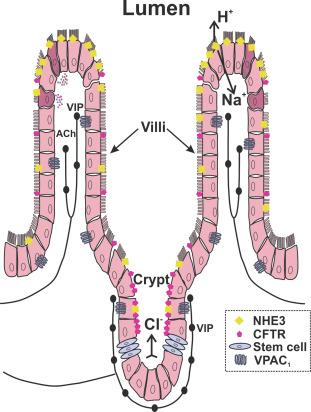 Fig. 19.2, Basic mechanisms of secretion and absorption. Electrolyte transportation occurs through transporters such as NHE3 and CFTR that are expressed in the apical membrane of epithelial cells, which are produced in the stem cell zone of the crypts. Sodium absorption occurs mainly via electrically silent NHE3 transporters (yellow diamonds) while electrogenic secretion of chloride occurs mainly through CFTR channels (red pentagons) . CFTR are more prominent in the crypts than in the villi, while the reverse applies to NHE3. Enteric neurons release vasoactive intestinal peptide (VIP) and acetylcholine (ACh) to activate receptors including the VPAC 1 receptor on basolateral membranes of epithelial cells to affect the opening and closing of ion channels, trafficking of transporters and expression of specific transporters.