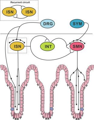 Fig. 19.3, Simple secretomotor circuits. The enteric neural circuits regulating secretion must include intrinsic sensory neurons (ISNs) and secretomotor neurons (SMNs) which send their axons into the mucosa, interneurons (INT) are also likely to be involved. ISNs to form recurrent networks with each other (inset) to encode ongoing and distributed sensory stimuli. Extrinsic neurons with cell bodies in dorsal root ganglia (DRG) can directly regulate water and electrolyte secretion via axon reflexes, they also innervate ISNs. Sympathetic postganglionic neurons regulate secretion via inhibitory input to the enteric SMNs.