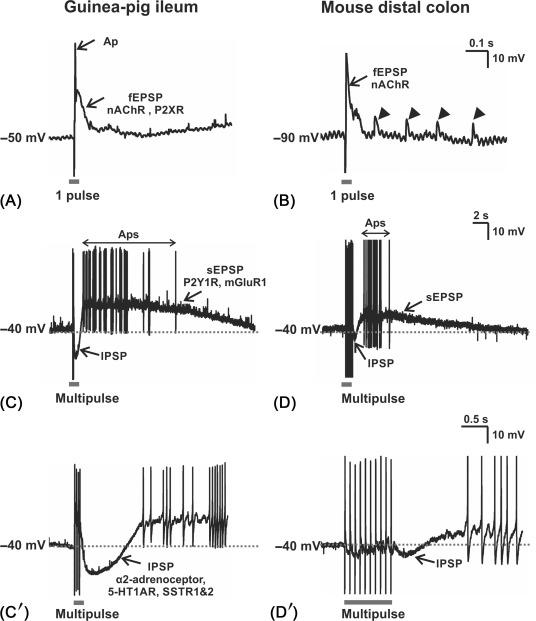 Fig. 19.4, Examples of synaptic potentials in submucosal neurons from guinea-pig ileum and mouse distal colon. Synaptic potentials in individual submucosal neurons impaled with a sharp recording electrode are evoked by electrical stimulation of interganglionic fiber tracts. (A and B) nearly all submucosal neurons in the guinea-pig ileum and mouse distal colon exhibit fast excitatory postsynaptic potentials (fEPSPs). Nonstimulus-locked fEPSPs (arrowheads) are common in submucosal neurons in the mouse distal colon. The main neurotransmitter for fEPSPs in both species is acetylcholine (ACh) activating nicotinic receptors (nAChR). ATP activating P2X receptor mediates some fEPSPs in the guinea-pig. (C and D) Some submucosal neurons exhibit inhibitory postsynaptic potentials (IPSPs) and slow excitatory postsynaptic potentials (sEPSPs) evoked by short trains of stimuli at 10–30 Hz. (C′ and D′) Cropped traces of (C and D) immediately after the stimulus to better illustrate IPSPs. In the guinea-pig ileum, ATP activating P2Y 1 receptors and glutamate activating metabotropic glutamate receptors (mGluR1) mediate some sEPSPs, while IPSPs are mediated by noradrenaline activating α2-adrenoceptors, somatostatin via SST1 and 2 receptors and serotonin activating 5-HT 1A receptors. Neurotransmitters mediating sEPSPs and IPSPs have not yet been identified in the mouse. Fast and slow EPSPs are capable of depolarizing the membrane potentials of neurons to evoke action potentials (Aps).