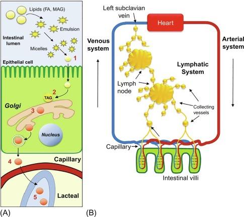 Fig. 48.1, Lipid absorption from epithelial cells and chylomicron secretion in the lymphatic system. (A) During absorption of dietary lipids, the FAs and MAGs are released from micelles in the lumen and enter epithelial cells (indicated by 1 in top panel). Triglycerides are synthesized from FAs in the cytosol (2, middle panel). Chylomicrons are synthesized in the Golgi (3, middle panel) and released from the enterocyte to enter the intestinal lymphatic vessels called lacteals (4, bottom panel). Once in the lacteals, chylomicrons are transported via the lymph into the peripheral tissues (5, bottom panel). (B) Chylomicrons are exocytosed from enterocytes into the intestinal lacteals. The chylomicron-rich lymph runs through mesenteric lymph nodes and collecting lymphatic vessels and ultimately empties into the thoracic duct. The lymph enters the circulation at the level left subclavian vein.