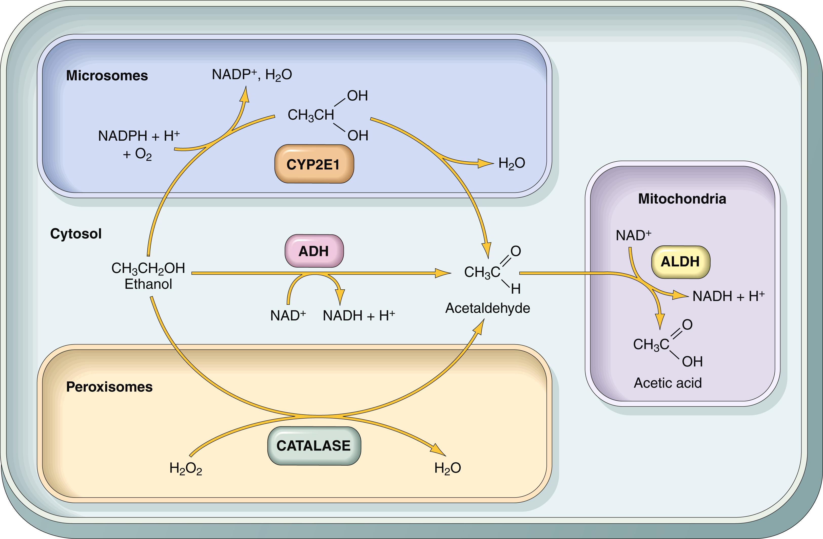 FIG. 7.12, Metabolism of ethanol: oxidation of ethanol to acetaldehyde by three different routes, and the generation of acetic acid. Note that oxidation by alcohol dehydrogenase (ADH) takes place in the cytosol; the cytochrome P-450 system and its CYP2E1 isoform are located in the endoplasmic reticulum (microsomes), and catalase is located in peroxisomes. Oxidation of acetaldehyde by aldehyde dehydrogenase (ALDH) occurs in mitochondria.