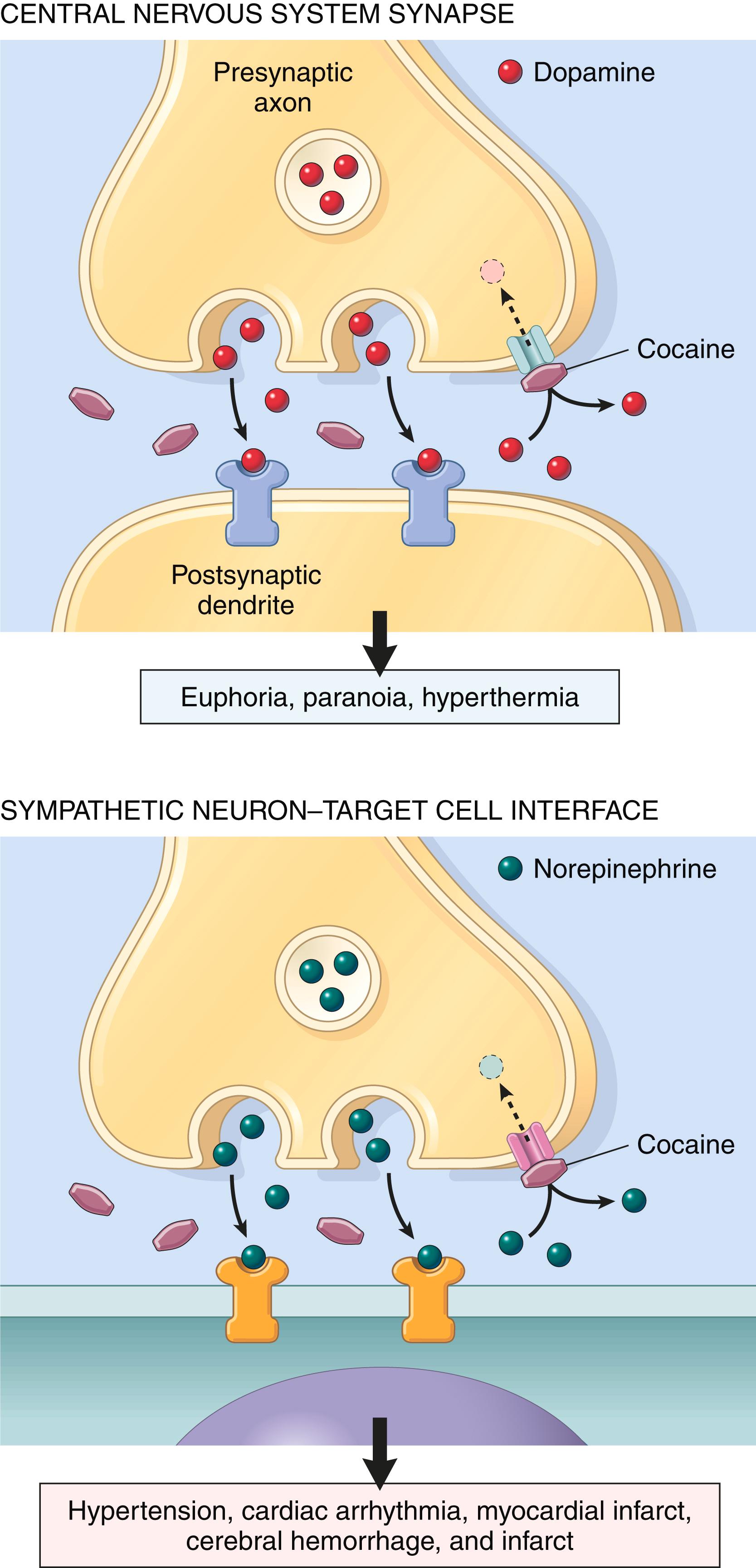 FIG. 7.13, The effect of cocaine on neurotransmission. The drug inhibits reuptake of the neurotransmitters dopamine and norepinephrine in the central and peripheral nervous systems.