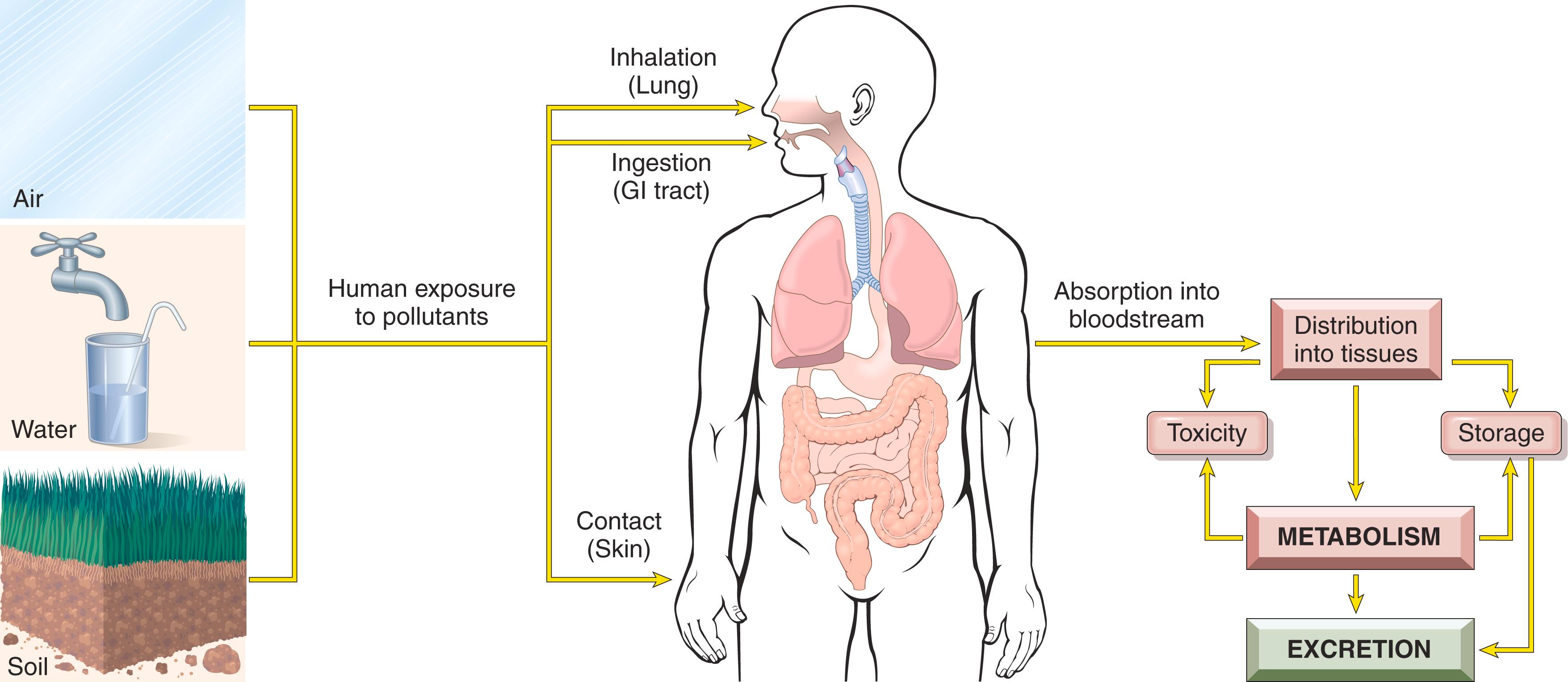 FIG. 7.4, Human exposure to pollutants. Pollutants contained in air, water, and soil are absorbed through the lungs, gastrointestinal (GI) tract, and skin. In the body, they may act at the site of absorption, but they are generally transported through the bloodstream to various organs, where they are stored or metabolized. Metabolism of xenobiotics may result in the formation of water-soluble compounds, which are excreted, or in activation of the agent, creating a toxic metabolite.