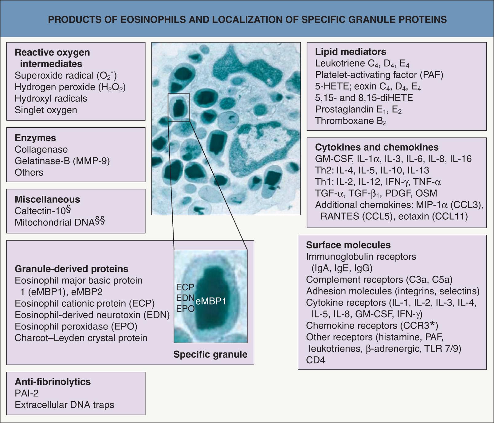 Fig. 25.1, Products of eosinophils and localization of specific granule proteins.