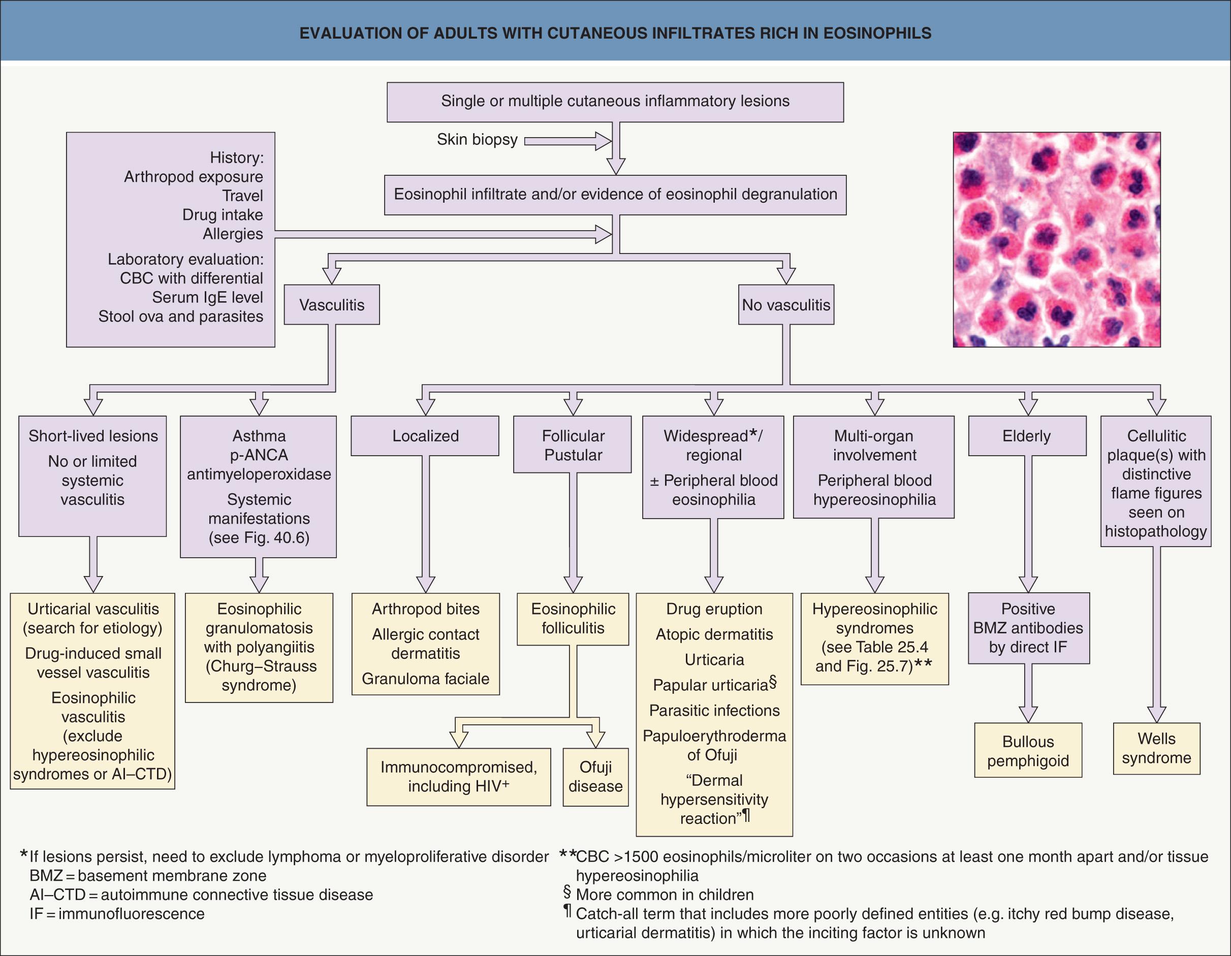 Fig. 25.2, Evaluation of adults with cutaneous infiltrates rich in eosinophils.