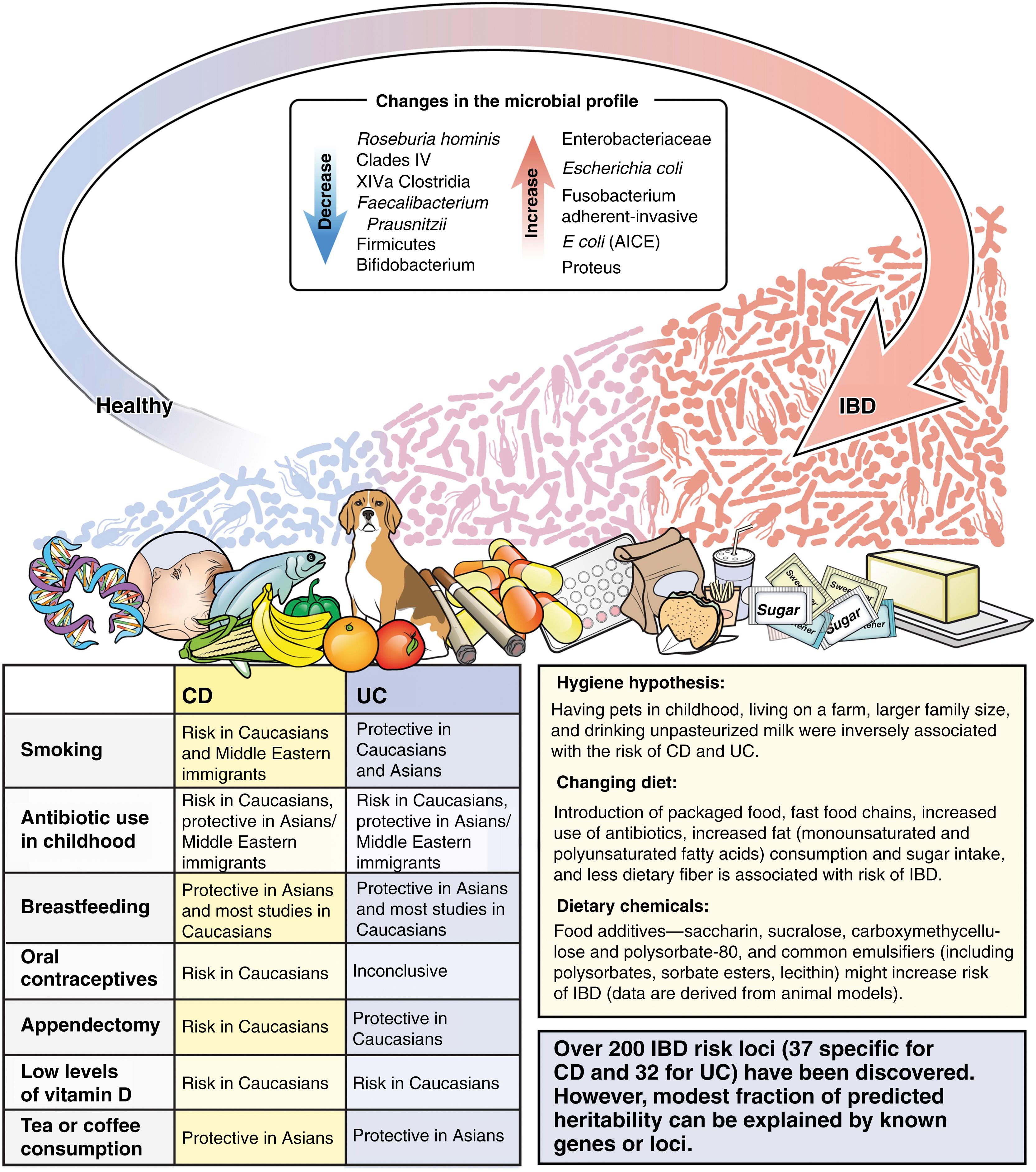 Fig. 115.4, The genetic, environmental, and microbial determinants of IBD. 27 CD , Crohn disese.