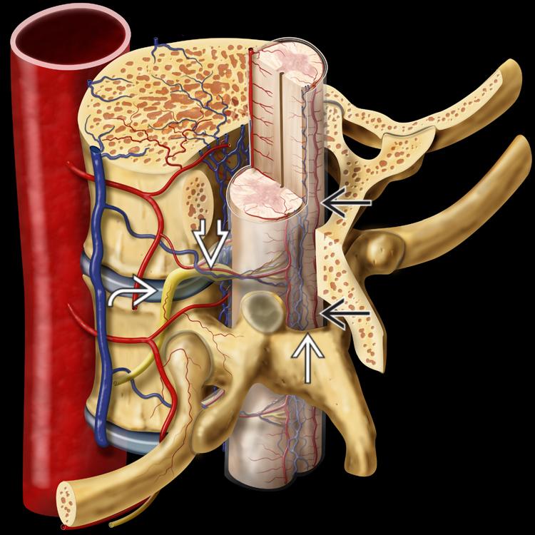 Normal Anatomy