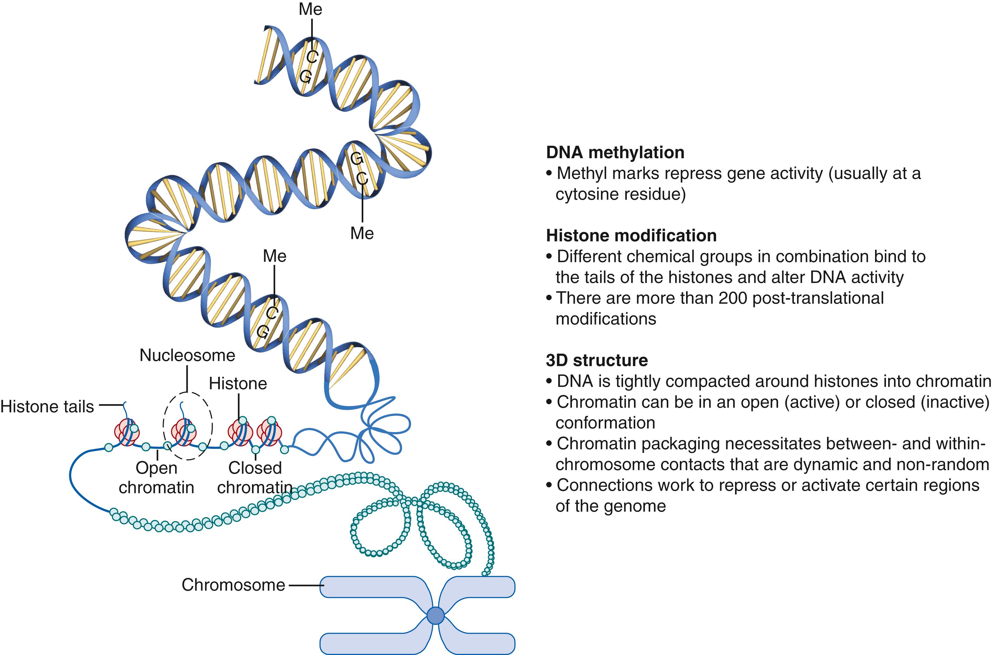 Fig. 2.2, Fundamentals of epigenetics.