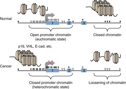 Figure 5-2, The normal versus cancer epigenome