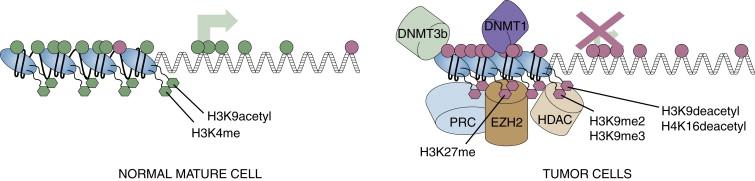 Figure 5-1, Chromatin surrounding an actively expressed gene in a normal mature cell versus surrounding that same gene when it is DNA hypermethylated and aberrantly, heritably, silenced in a tumor cell. On the left, the chromatin is composed of histone modifications associated with active transcription (H3K4me) and (H3K9acetyl), and the DNA is largely unmethylated at CpG sites (green circles) with only occasional methylation ( red circles ). The nucleosomes (large blue ovals) are linearly arranged as associated with the areas of active transcription defined in Figure 5-2 . The gene on the right is fully transcriptionally repressed (large red X); the DNA is methylated and DNA methylating enzymes are present (DNMT1 and -3b); HDACs are present to catalyze histone deacetylation; the machinery of transcriptional repression is present, including the PcG proteins (PRC) with EZH2, which catalyzes the H3K27me3 mark (red hexagons); and the key silencing marks of H3K9me2 and me3 are also present (red hexagons) . The nucleosomes are more tightly compacted, as is representative of the repressive chromatin shown in Figure 5-2 .