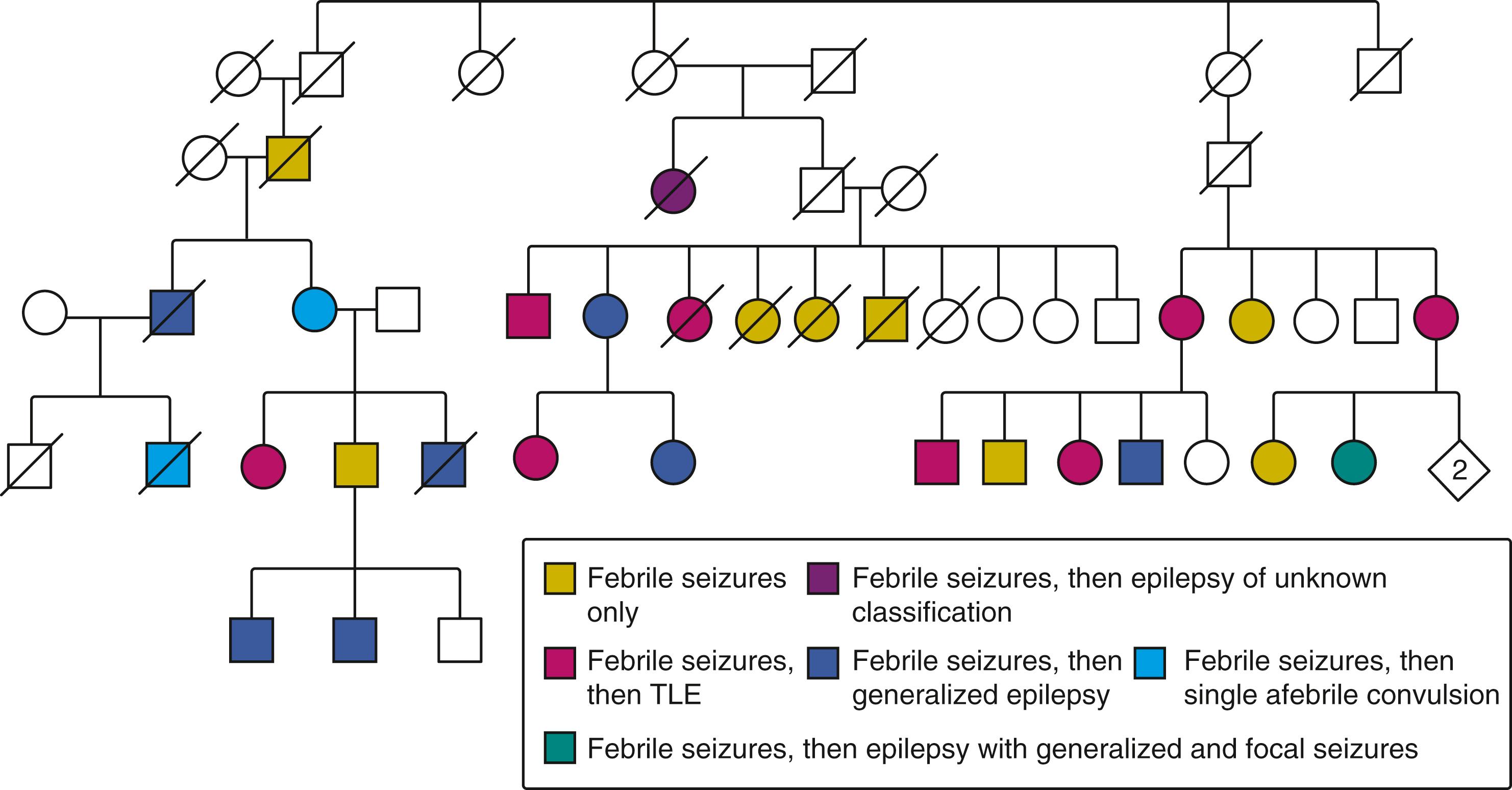 Fig. 100.8, Pedigree of a family with autosomal dominant genetic epilepsy with febrile seizures plus, demonstrating phenotypic heterogeneity in affected individuals. TLE, Temporal lobe epilepsy.