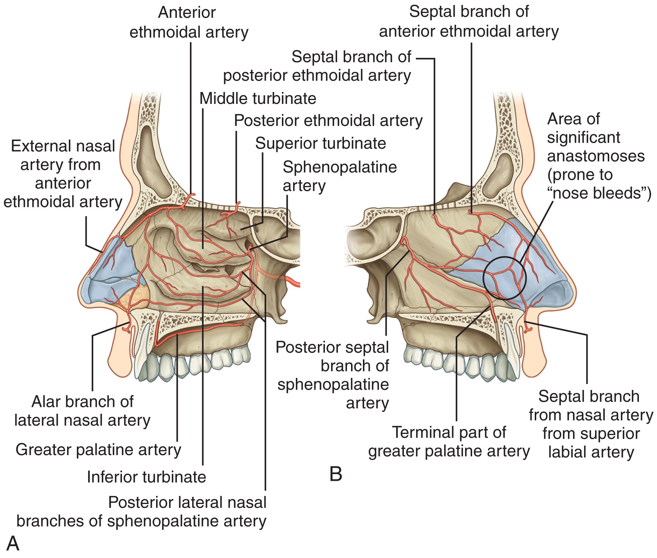 Fig. 24.1, Arterial supply of the nasal cavities. A , Lateral wall of the right nasal cavity. B , Septum (medial wall of right nasal cavity).