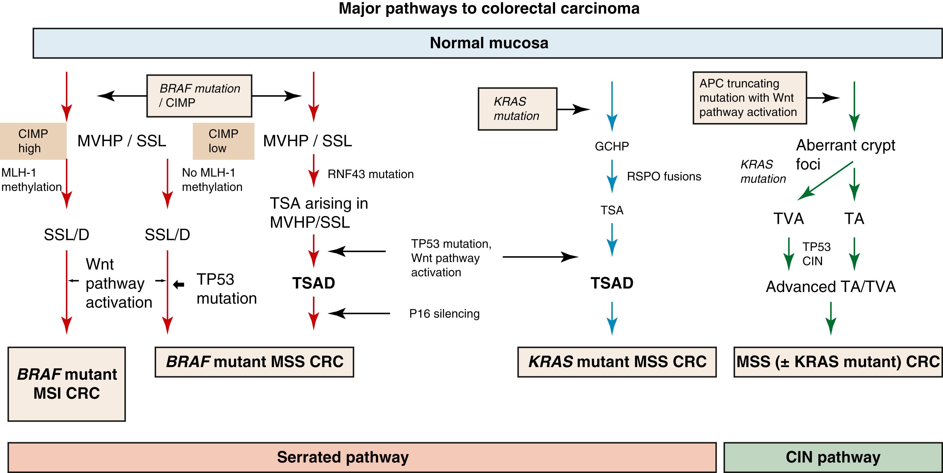 FIGURE 27.3, Molecular pathways to colorectal carcinoma.