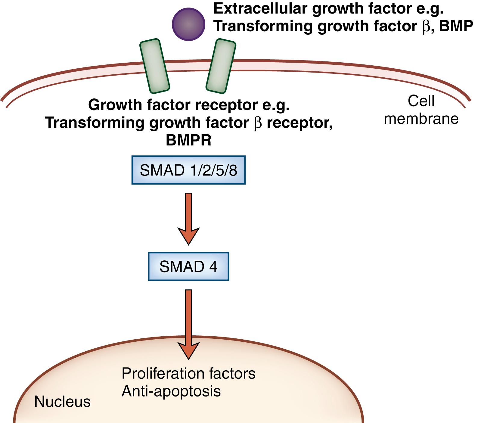 FIGURE 27.7, Transforming growth factor β family signaling pathway.