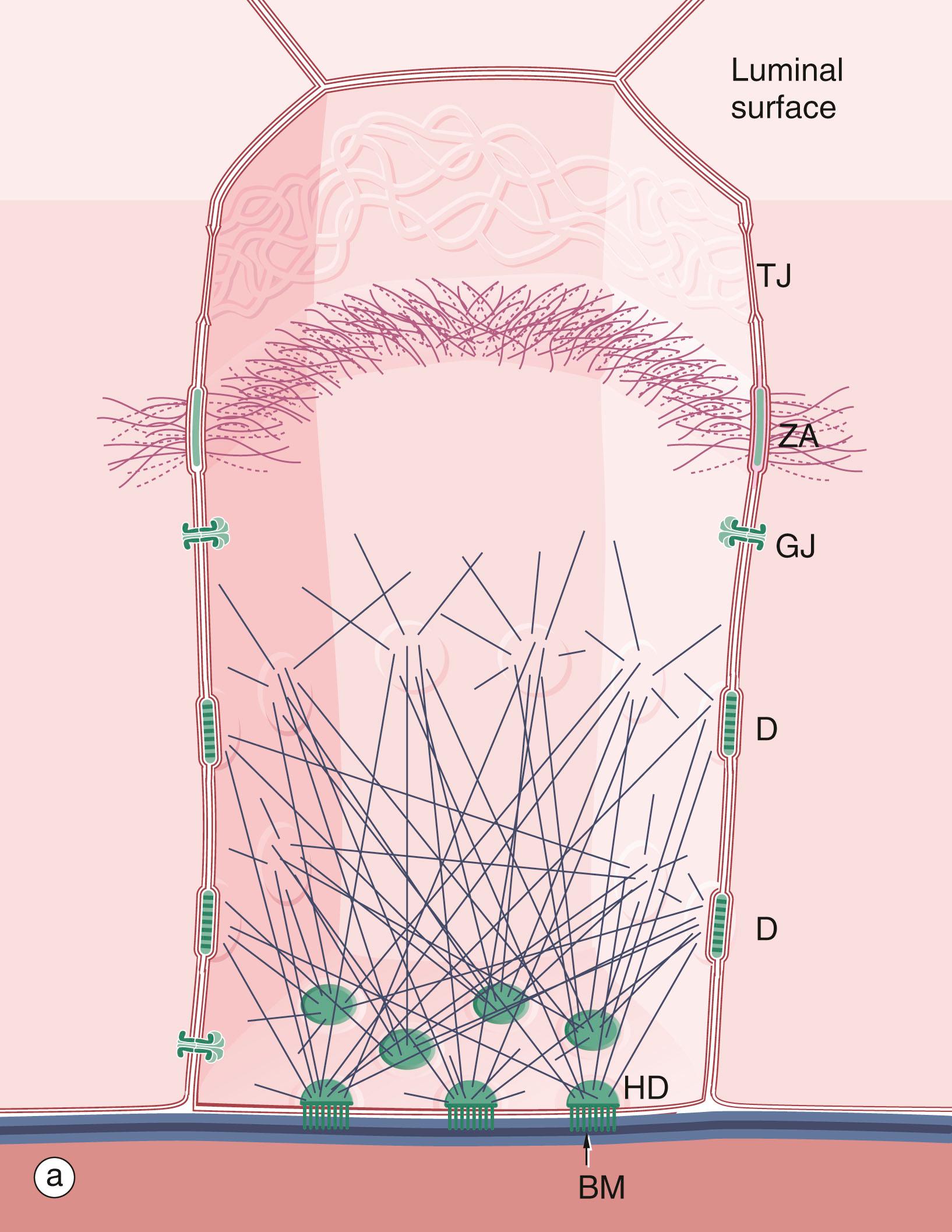 Fig. 5.9, Intercellular junctions