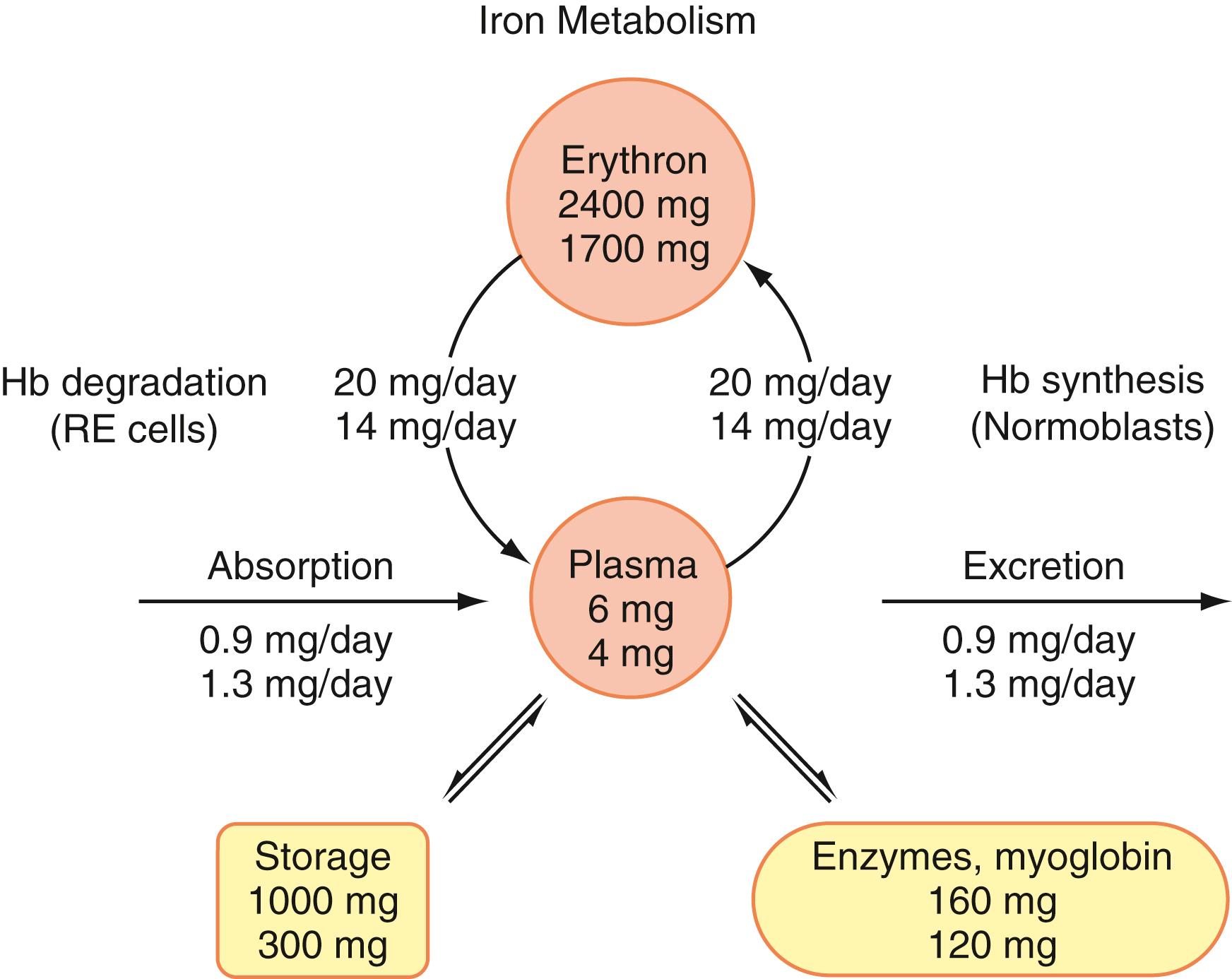 Figure 33.1, Scheme of iron metabolism. The upper figure in each position is average for an 80-kg man; the lower figure is for a 65-kg woman. (Data from Hillman and Finch, 1974 .) The plasma iron, bound largely to transferrin, is central in this scheme. It completely turns over several times a day in supplying iron for heme synthesis. Each day, about 1% of total circulating red cells are destroyed, and the same number of new red cells is delivered to the blood. That proportion of the total erythron iron enters the plasma from the site of hemoglobin (Hb) degradation, the macrophages of the reticuloendothelial (RE) system, and travels (bound to transferrin) to the normoblasts in the marrow. Storage iron largely resides also in the macrophages of the RE system. Absorbed iron enters the plasma pool, bound to transferrin. Iron is largely excreted by loss of cells.