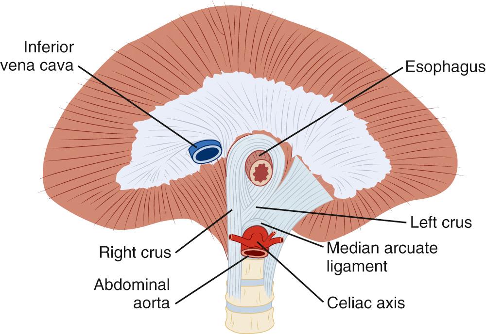 FIGURE 34-4, Diaphragm and esophageal hiatus viewed from the abdomen.