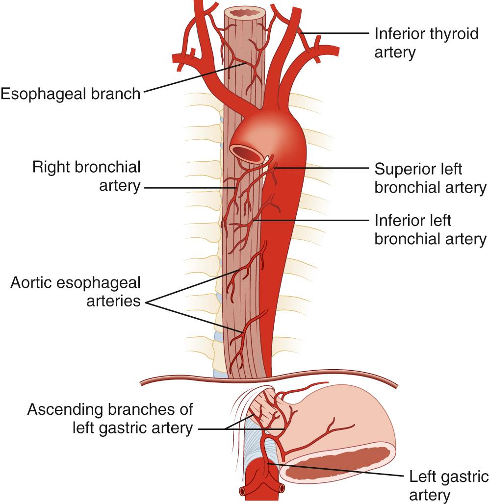 FIGURE 34-5, Arterial blood supply of the esophagus.