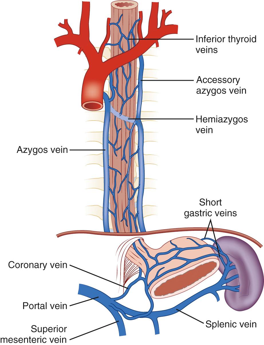 FIGURE 34-6, Venous drainage of the esophagus.