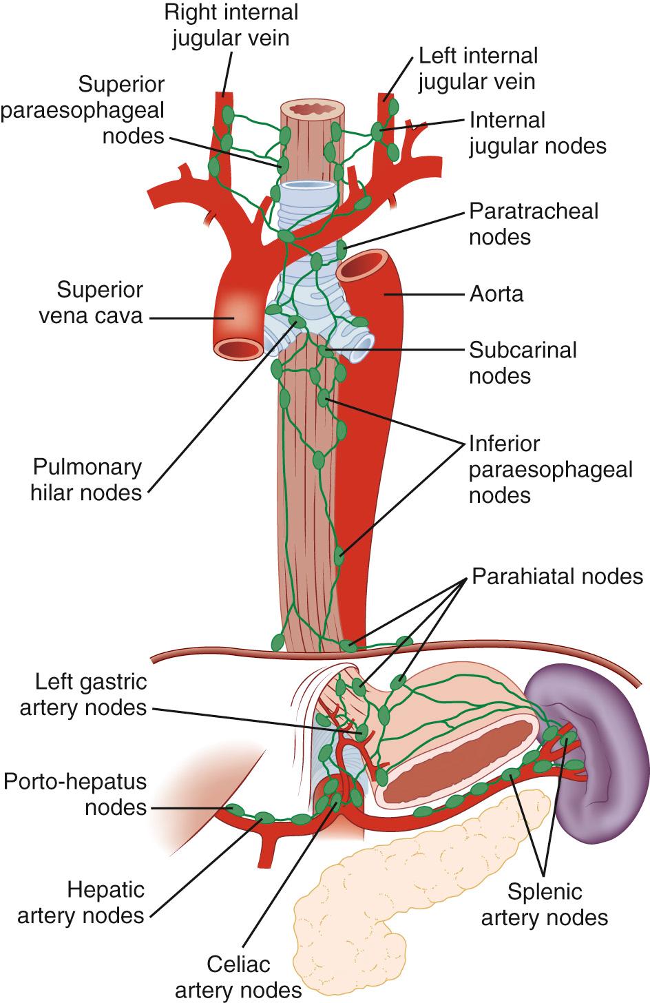 FIGURE 34-7, Lymphatic drainage of the esophagus.