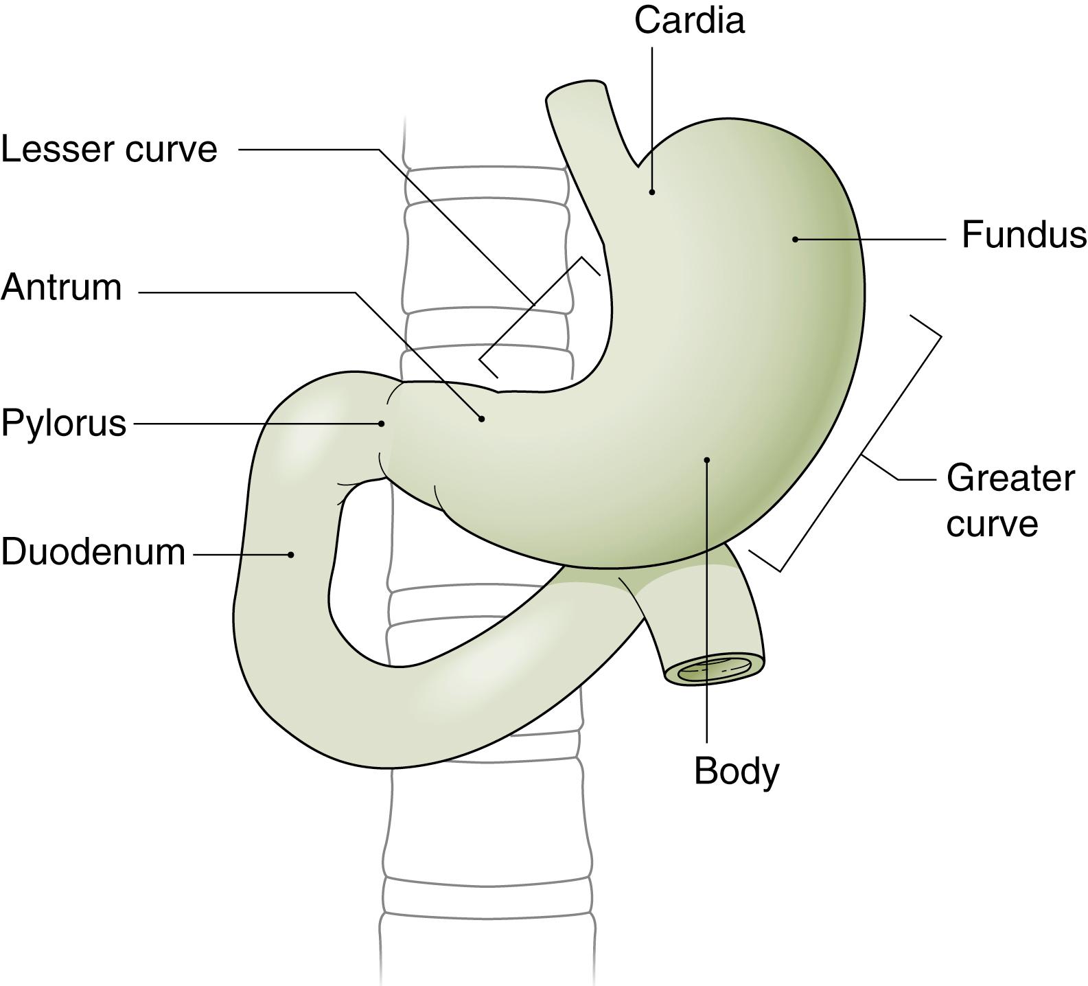 Fig. 60.1, Endoscopic Anatomy of the Stomach and Duodenum.