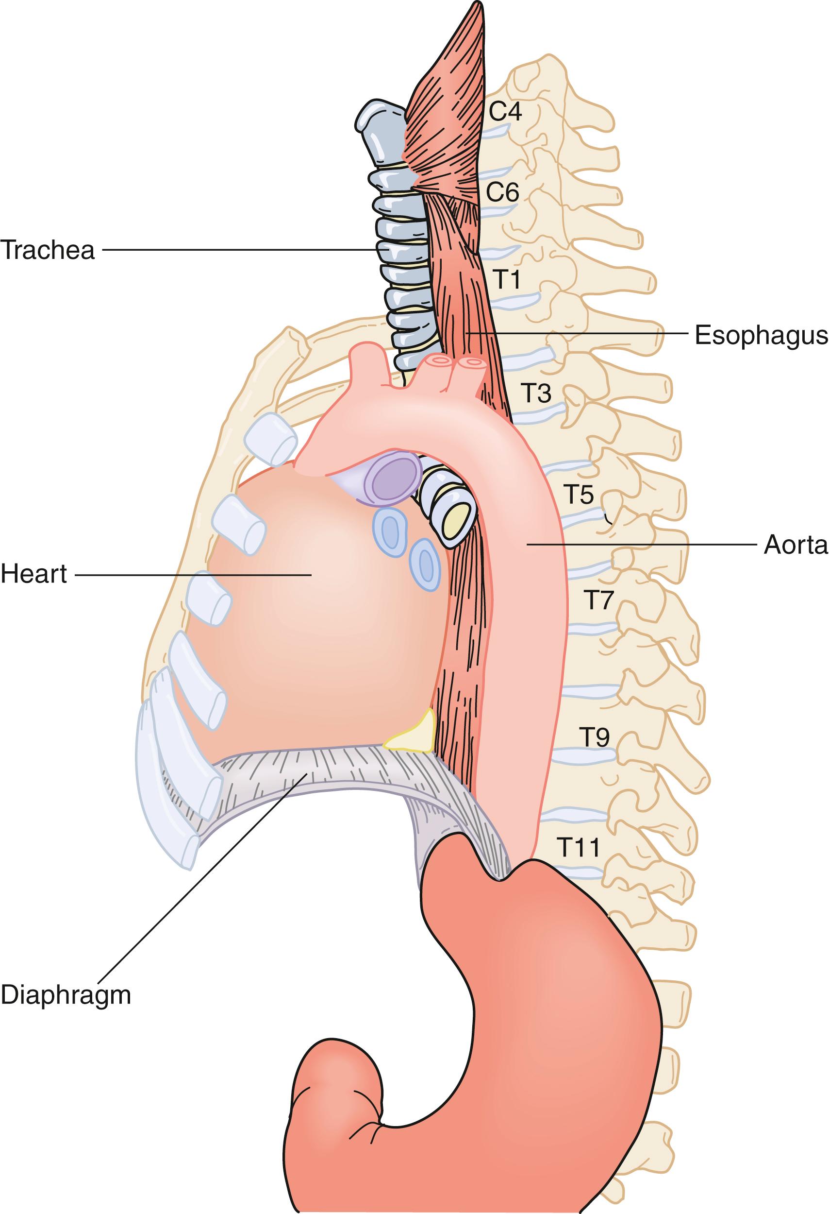 Fig. 42.1, Course of the esophagus.